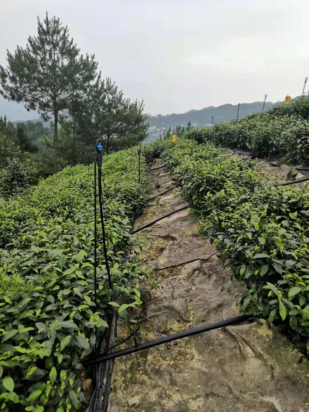 果園智慧化管理控制系統